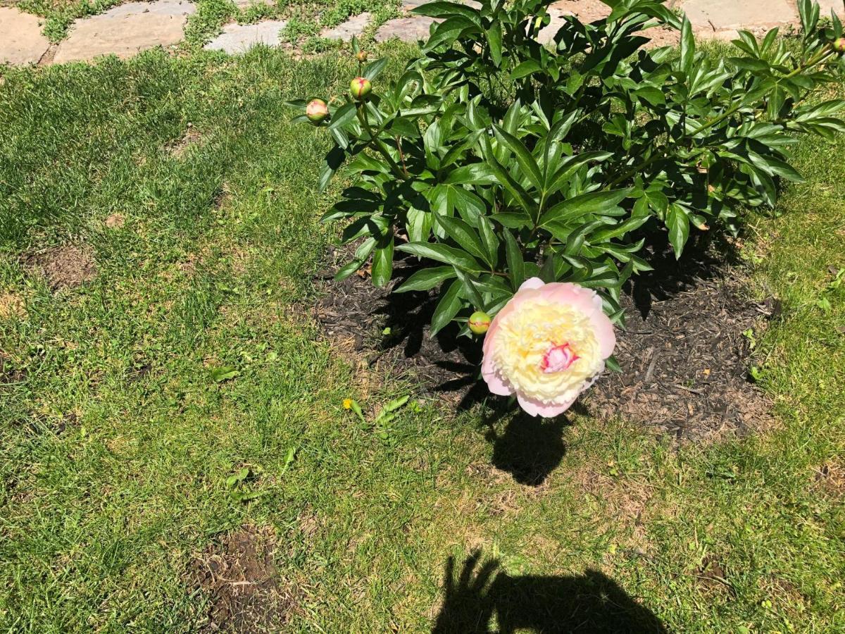 The Stella Rose B&B ウルフビル エクステリア 写真
